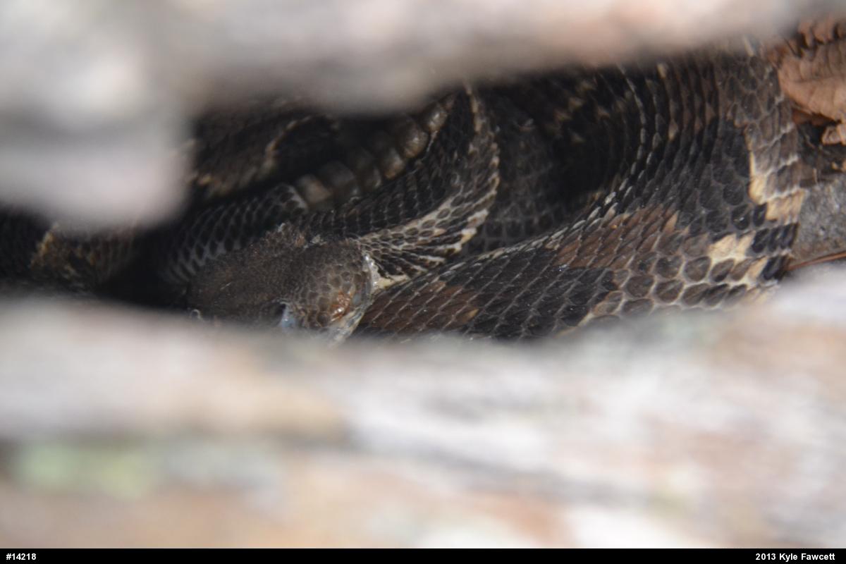 Timber Rattlesnake
