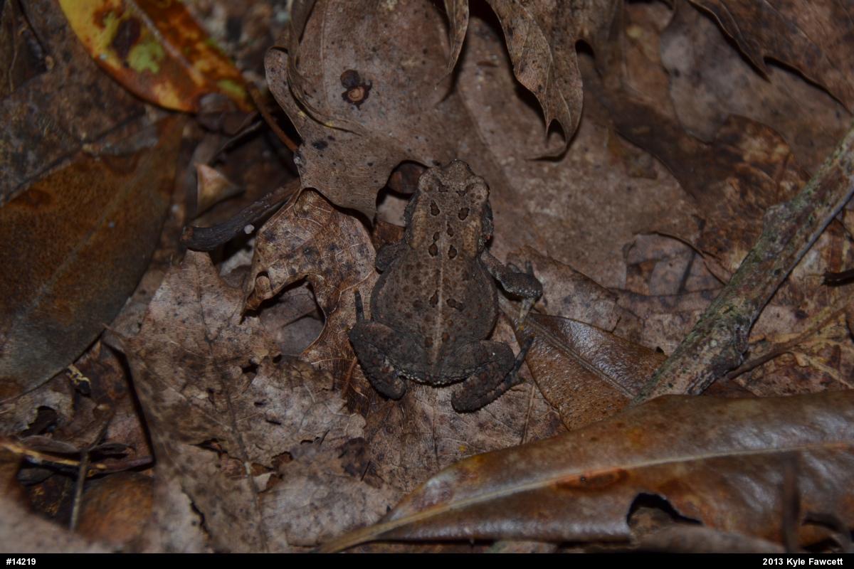 Eastern American Toad