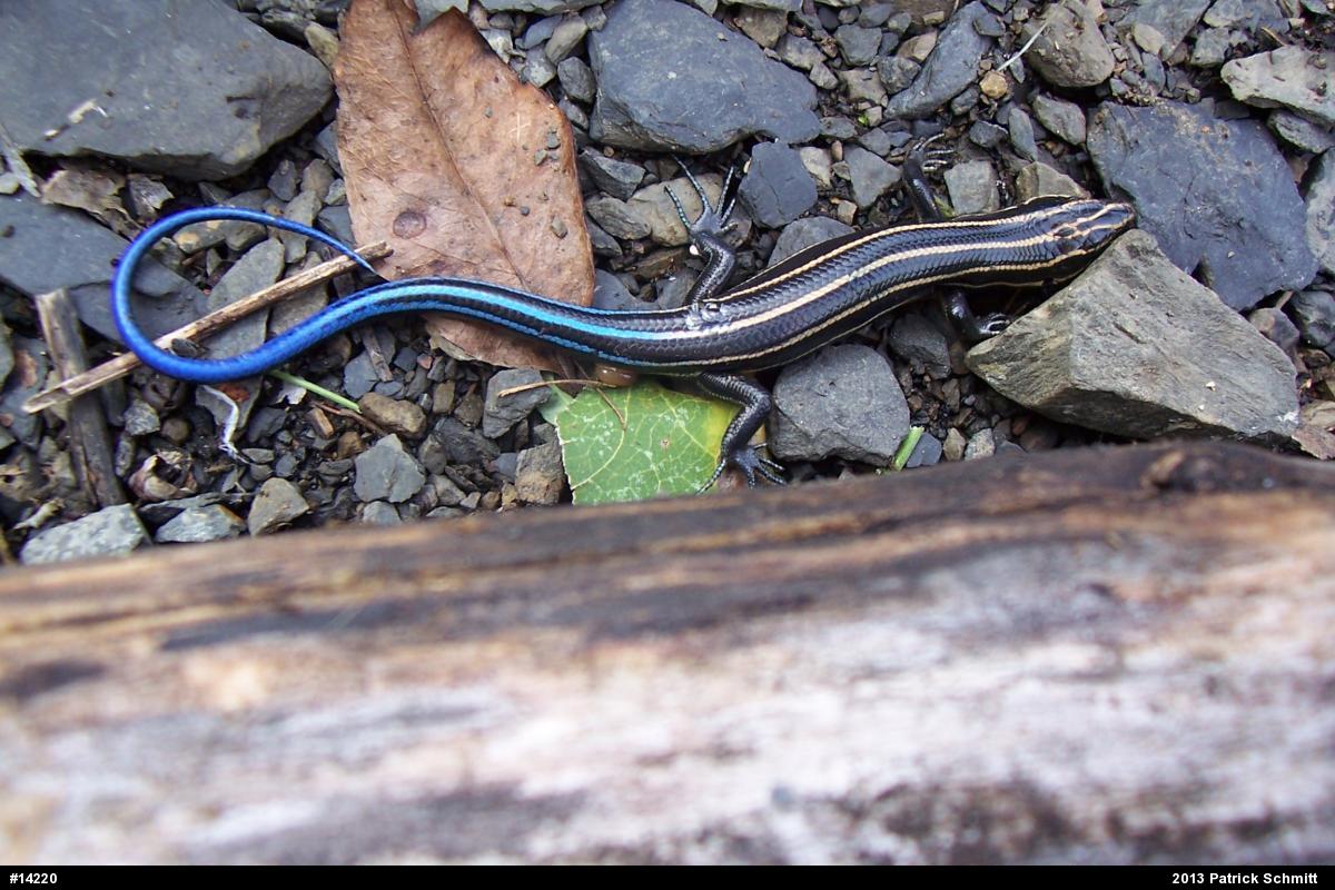 Common Five-lined Skink