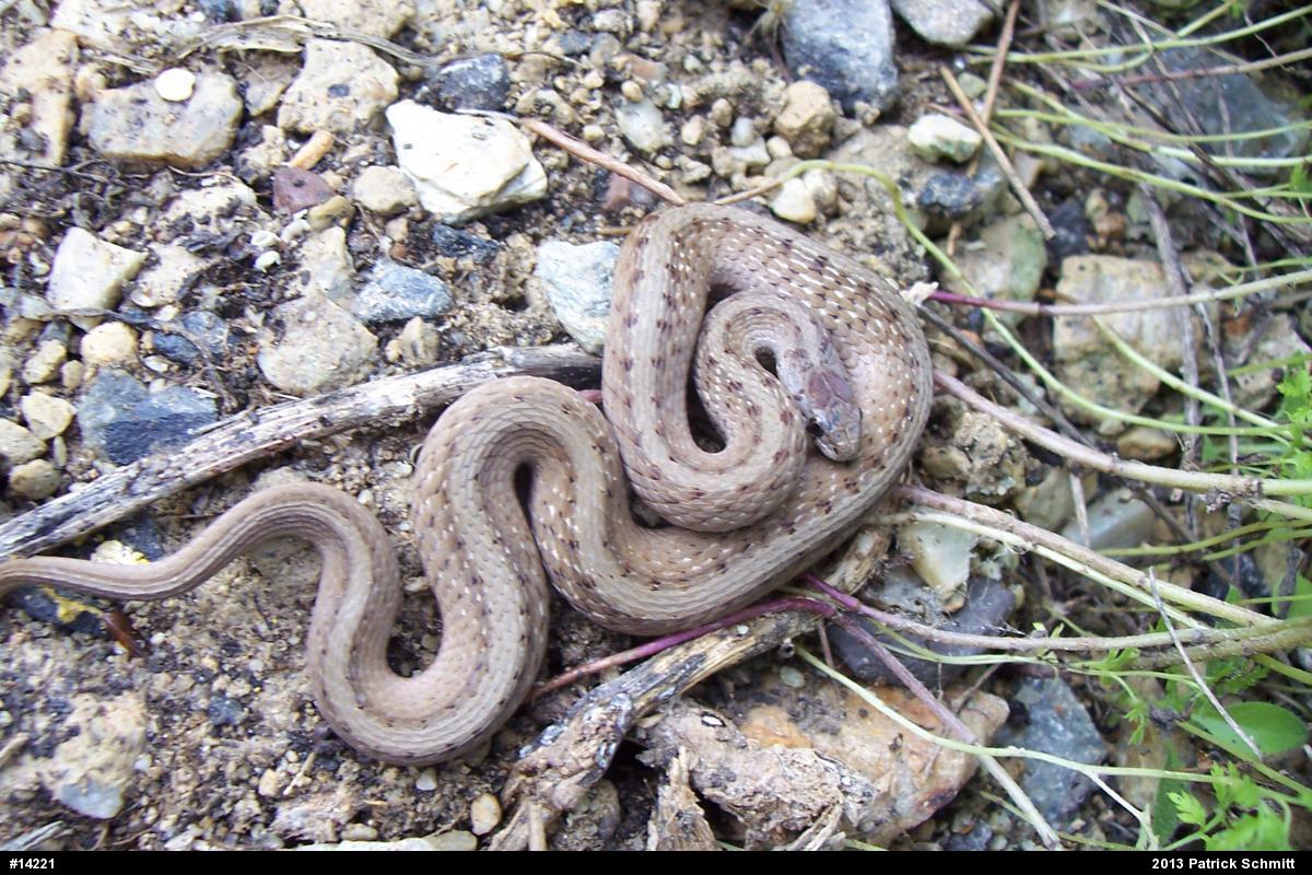 Dekay's Brownsnake