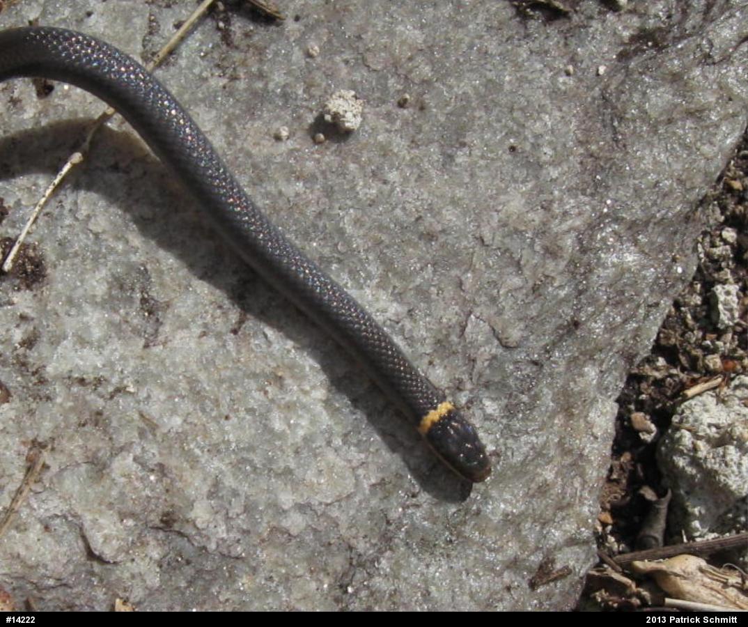 Northern Ring-necked Snake