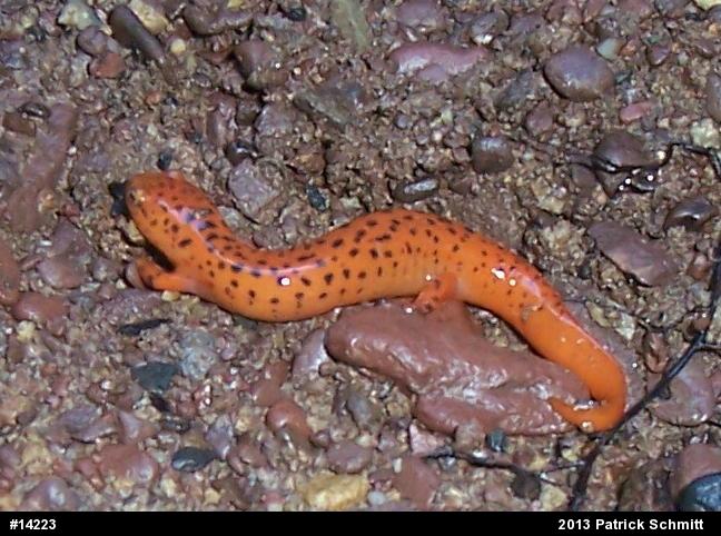 Northern Red Salamander