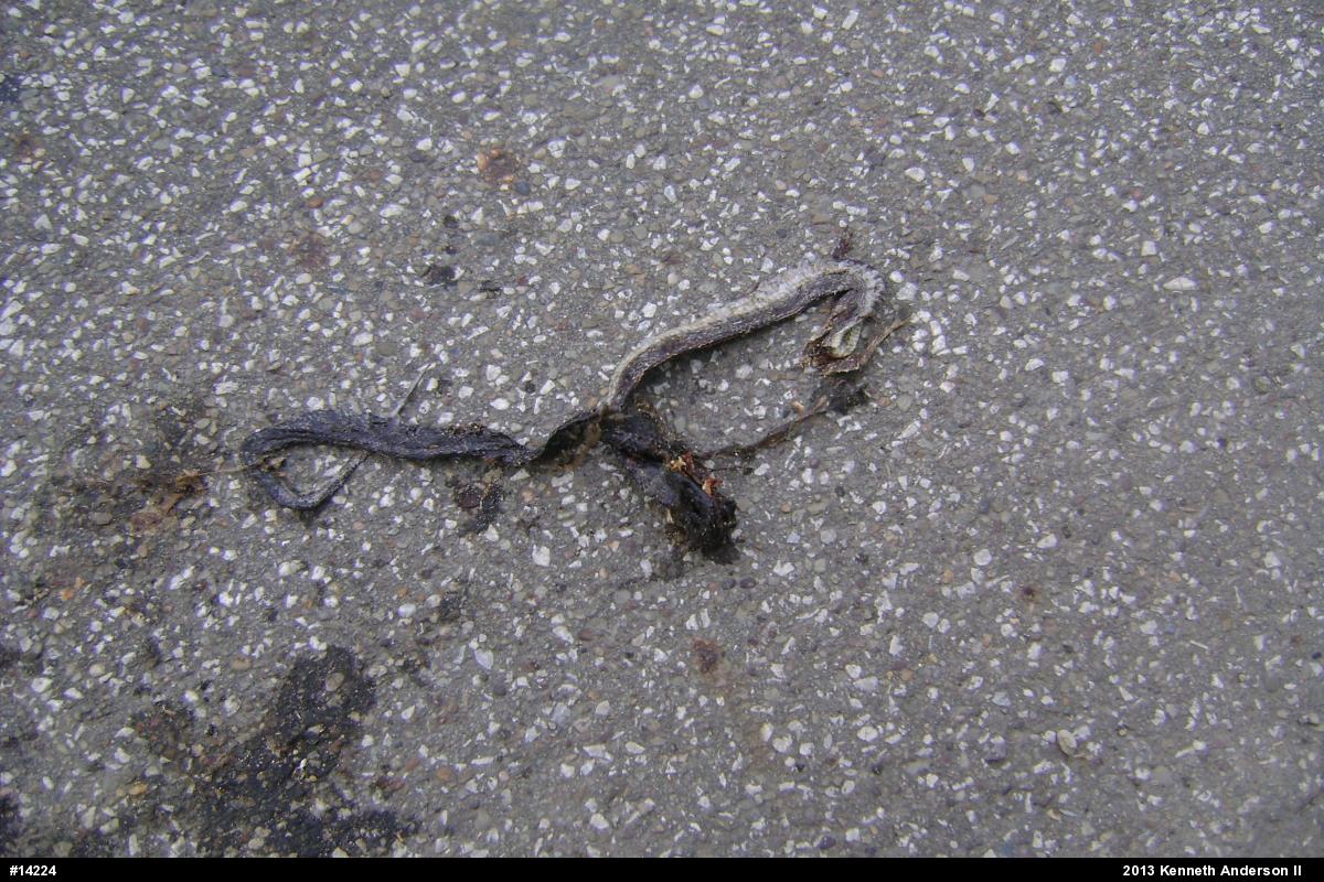 Eastern Ratsnake