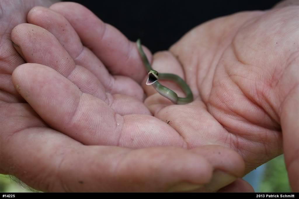 Smooth Greensnake
