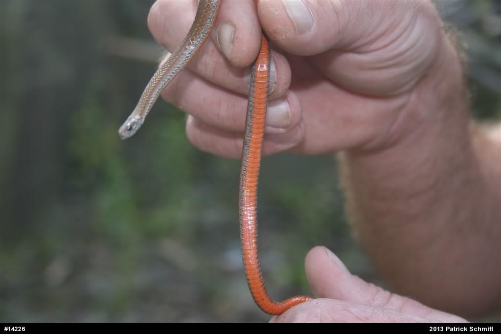 Red-bellied Snake
