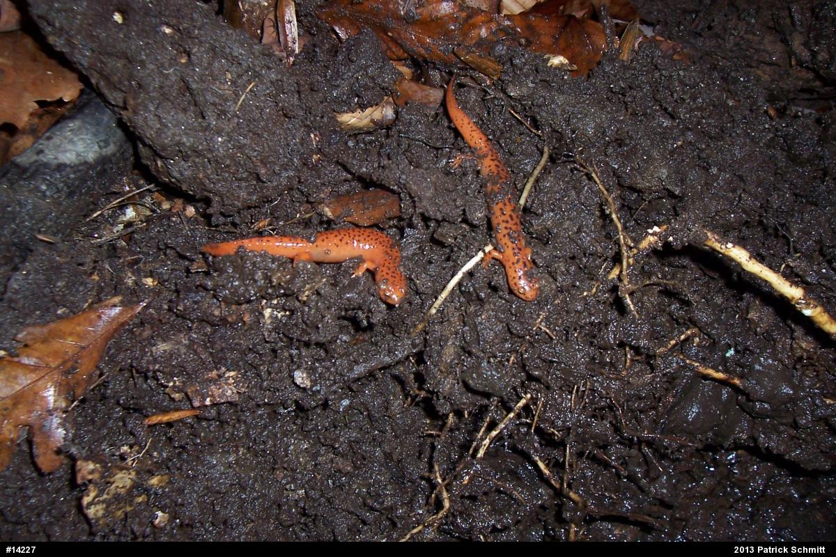 Northern Red Salamander