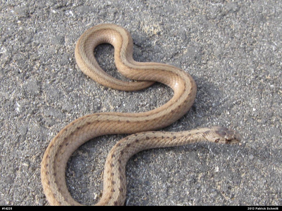 Dekay's Brownsnake