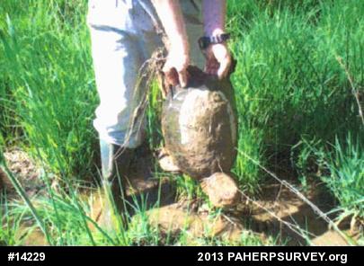 Snapping Turtle