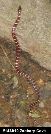 Eastern Milksnake