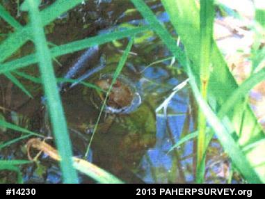 Green Frog