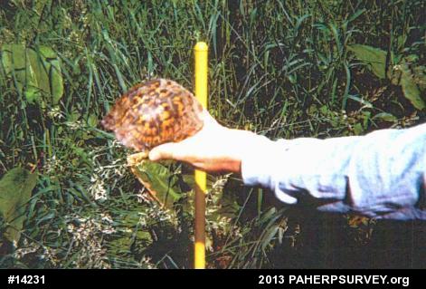 Eastern Box Turtle