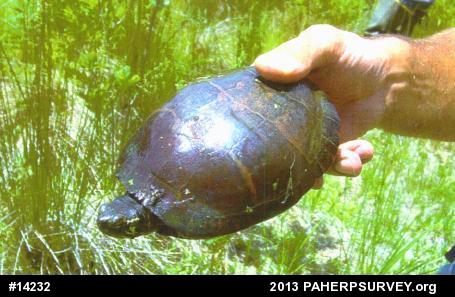 Painted Turtle