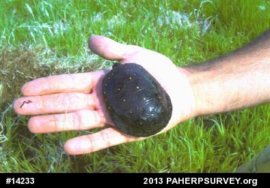 Spotted Turtle