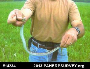 Eastern Gartersnake