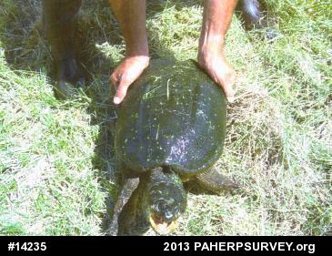 Snapping Turtle