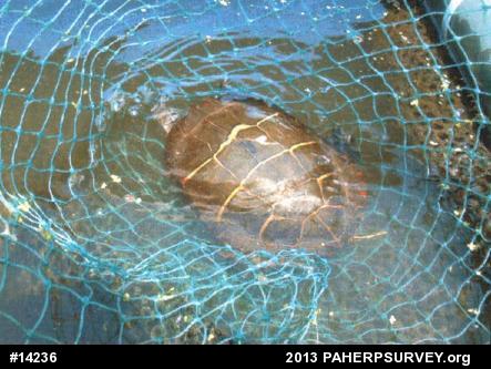 Painted Turtle