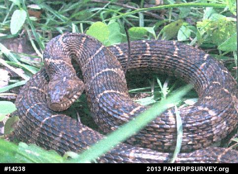 Northern Watersnake