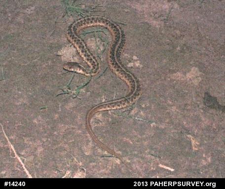 Eastern Gartersnake