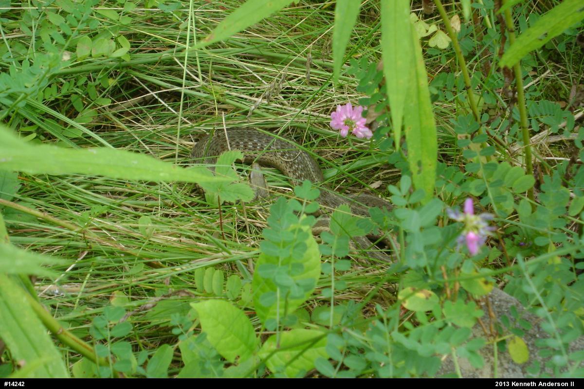 Eastern Gartersnake