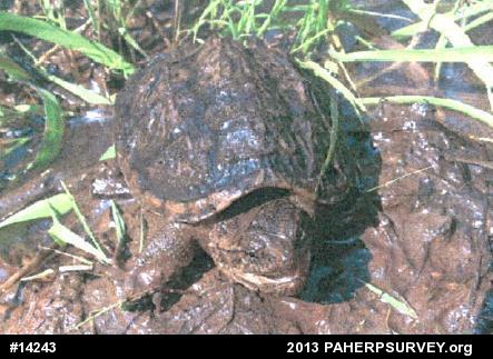 Snapping Turtle