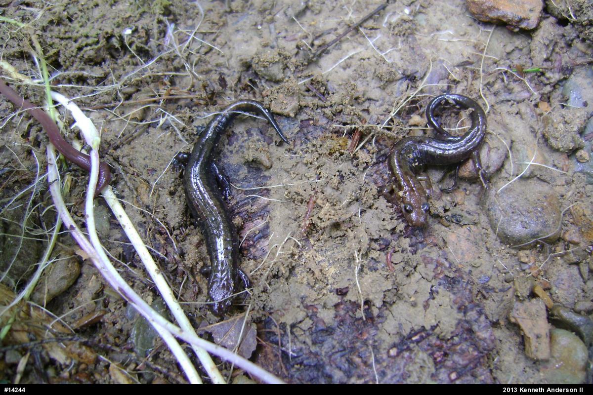 Allegheny Mountain Dusky Salamander