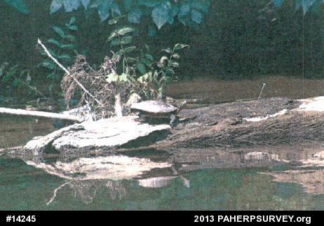 Painted Turtle