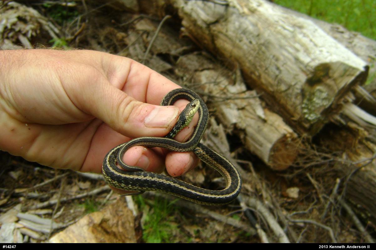 Eastern Gartersnake