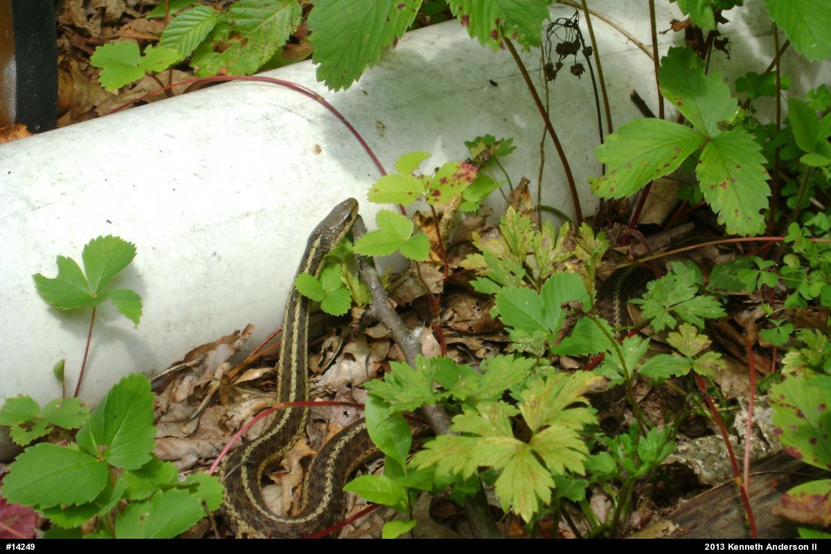 Eastern Gartersnake