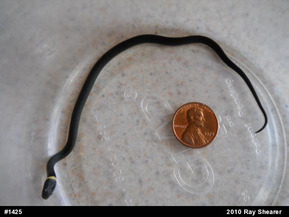 Northern Ring-necked Snake