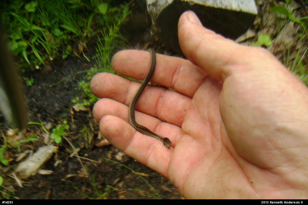 Eastern Gartersnake