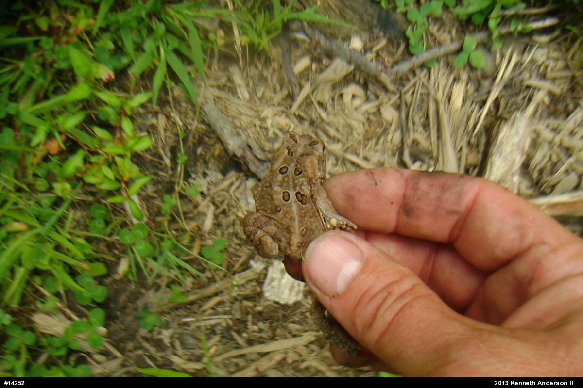 Eastern American Toad