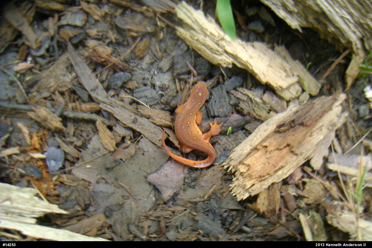 Red-spotted Newt