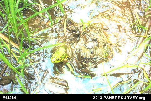 Green Frog
