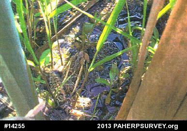 Pickerel Frog