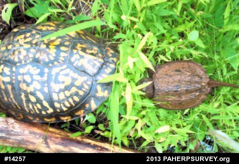 Eastern Box Turtle