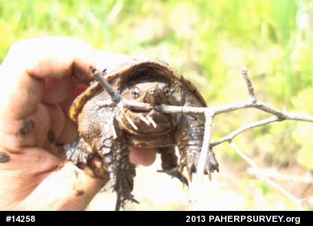 Snapping Turtle