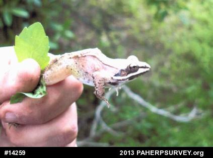 Wood Frog