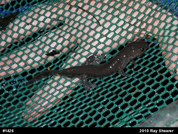 Jefferson Salamander