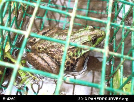 Green Frog