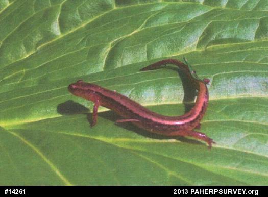 Northern Two-lined Salamander