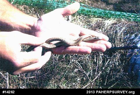 Eastern Gartersnake