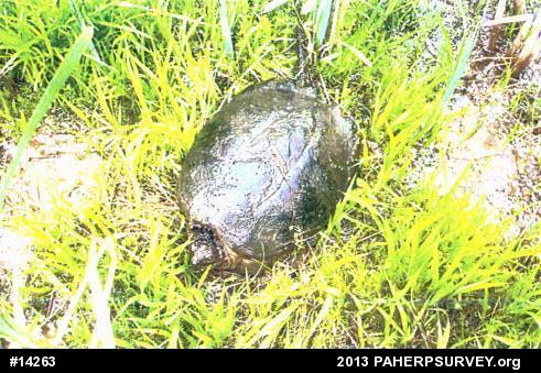 Snapping Turtle