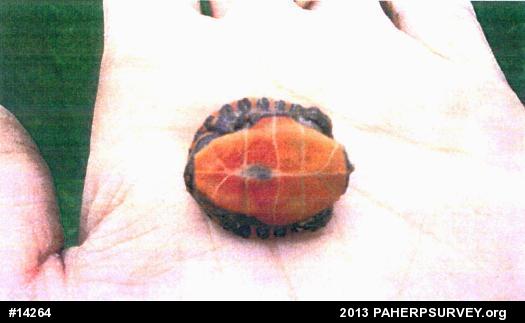 Eastern Painted Turtle