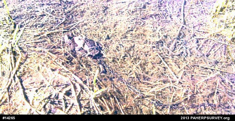 True Toads