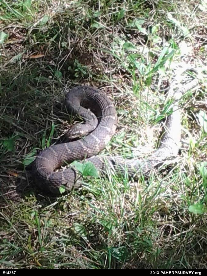 Northern Watersnake