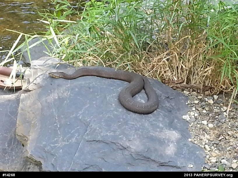 Northern Watersnake