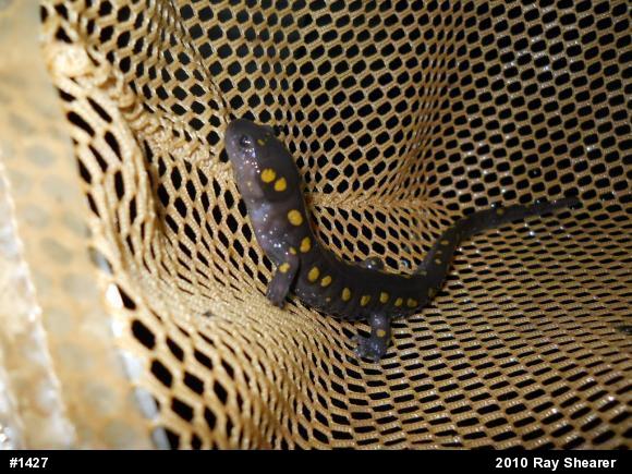 Spotted Salamander