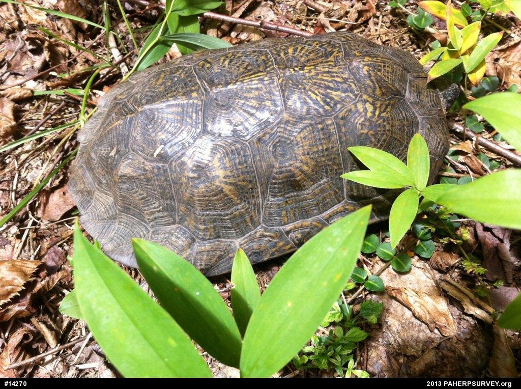 Wood Turtle