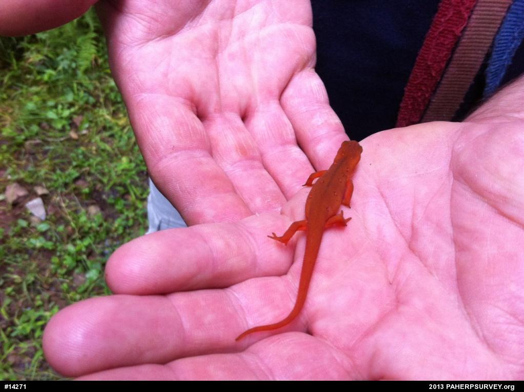 Red-spotted Newt