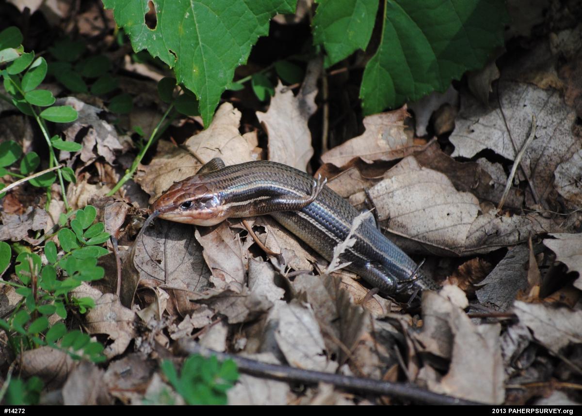 Broad-headed Skink